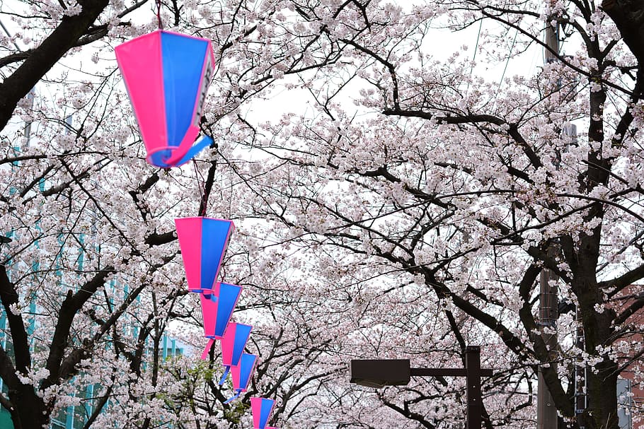 japan, cherry blossom, full open, tree, branch, plant, flower HD wallpaper