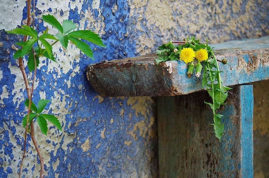bench, old, background, scuffed, ošúchané, live, plant, wood - material HD wallpaper