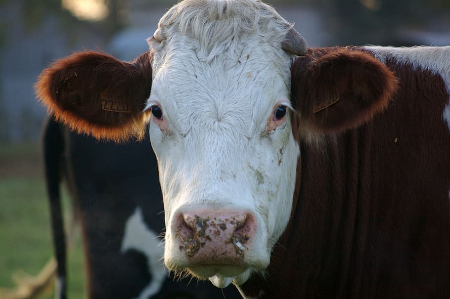 cow, animals, portrait, domestic animals, animal themes, livestock HD wallpaper