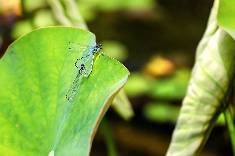Dragonfly, Insect, Animal, Pairing, lily pad, nature, green color HD wallpaper