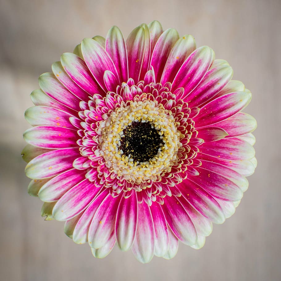 gerbera, composites, blossom, bloom, schnittblume, flower, asteraceae HD wallpaper