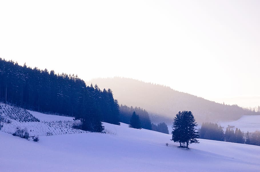 snowfield, mountains, trees, hills, winter, cold temperature HD wallpaper