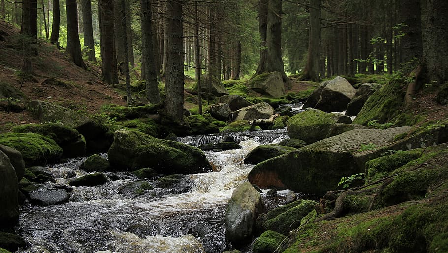 landscape photography of lake and forest trees, stream, šumava HD wallpaper