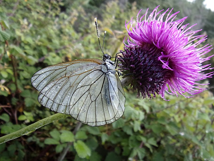 butterfly, gassed, thistle, insect, macro, cévennes, flower HD wallpaper