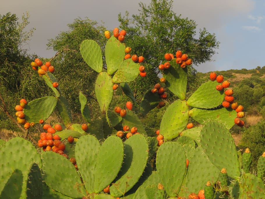 prickly pear, cactus, fruit, mediterranean, plant, growth, orange color HD wallpaper