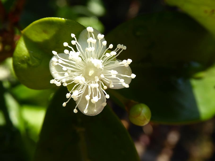 cherry, blossom, flower, white, macro, cedar bay cherry, petal HD wallpaper