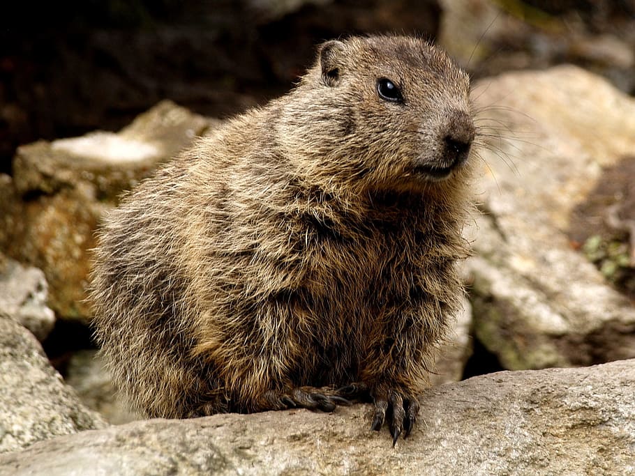 marmot, rodent, close, animal wildlife, animal themes, rock HD wallpaper