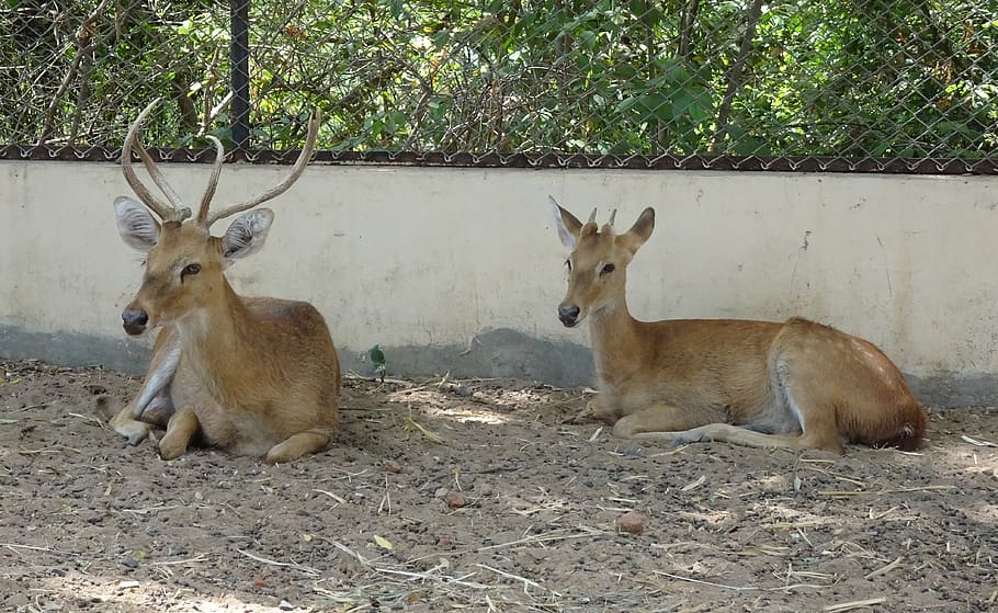 deer, sangai, eld's deer, male, rucervus eldii eldii, endemic, HD wallpaper