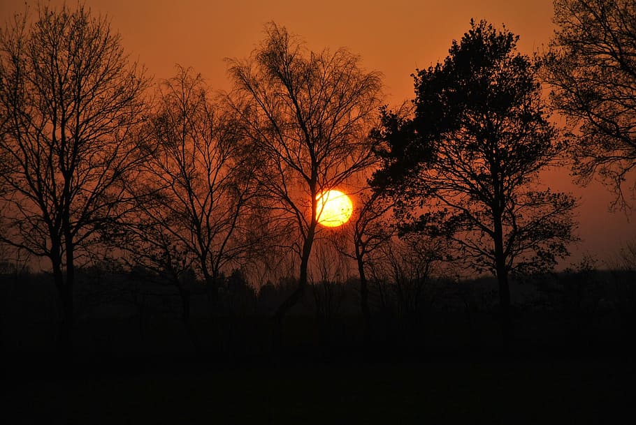 dawn, tree, sun, sunset, nature, landscape, schönwetter, plant HD wallpaper