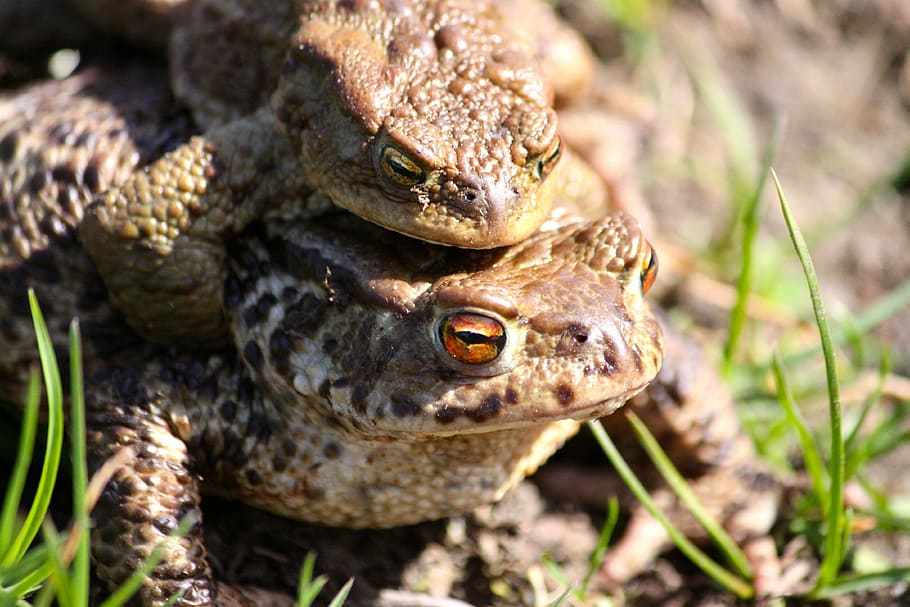 the frog, toads, spring, animal themes, animal wildlife, reptile HD wallpaper