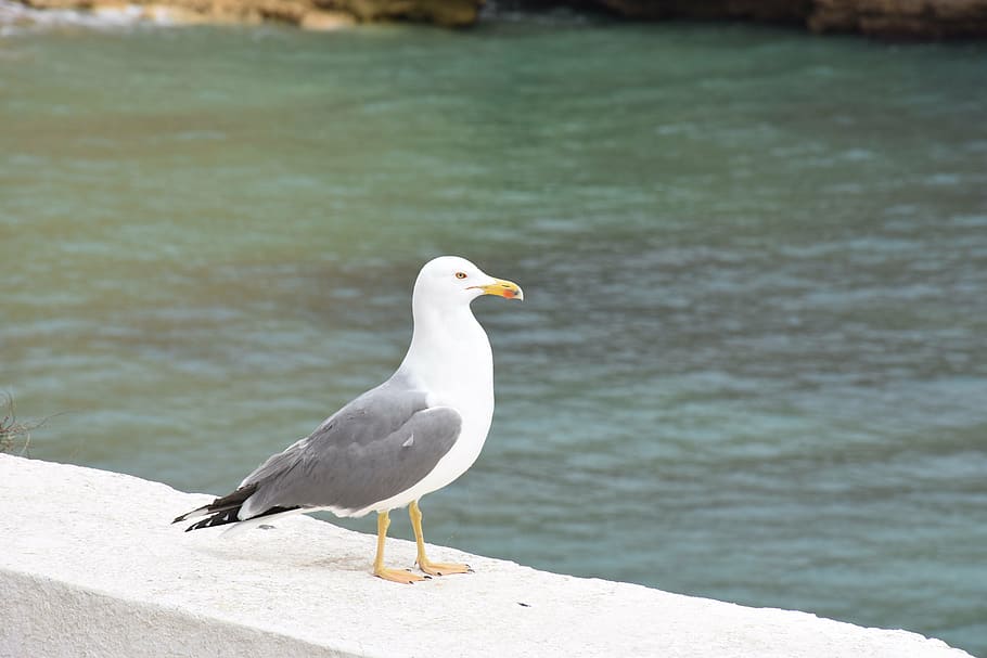 seagull, bird, havfugl, vertebrate, animal themes, animal wildlife HD wallpaper