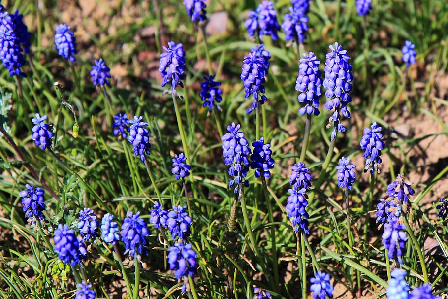 bloom, blossom, blue, flora, flower, garden, grape, hyacinth HD wallpaper