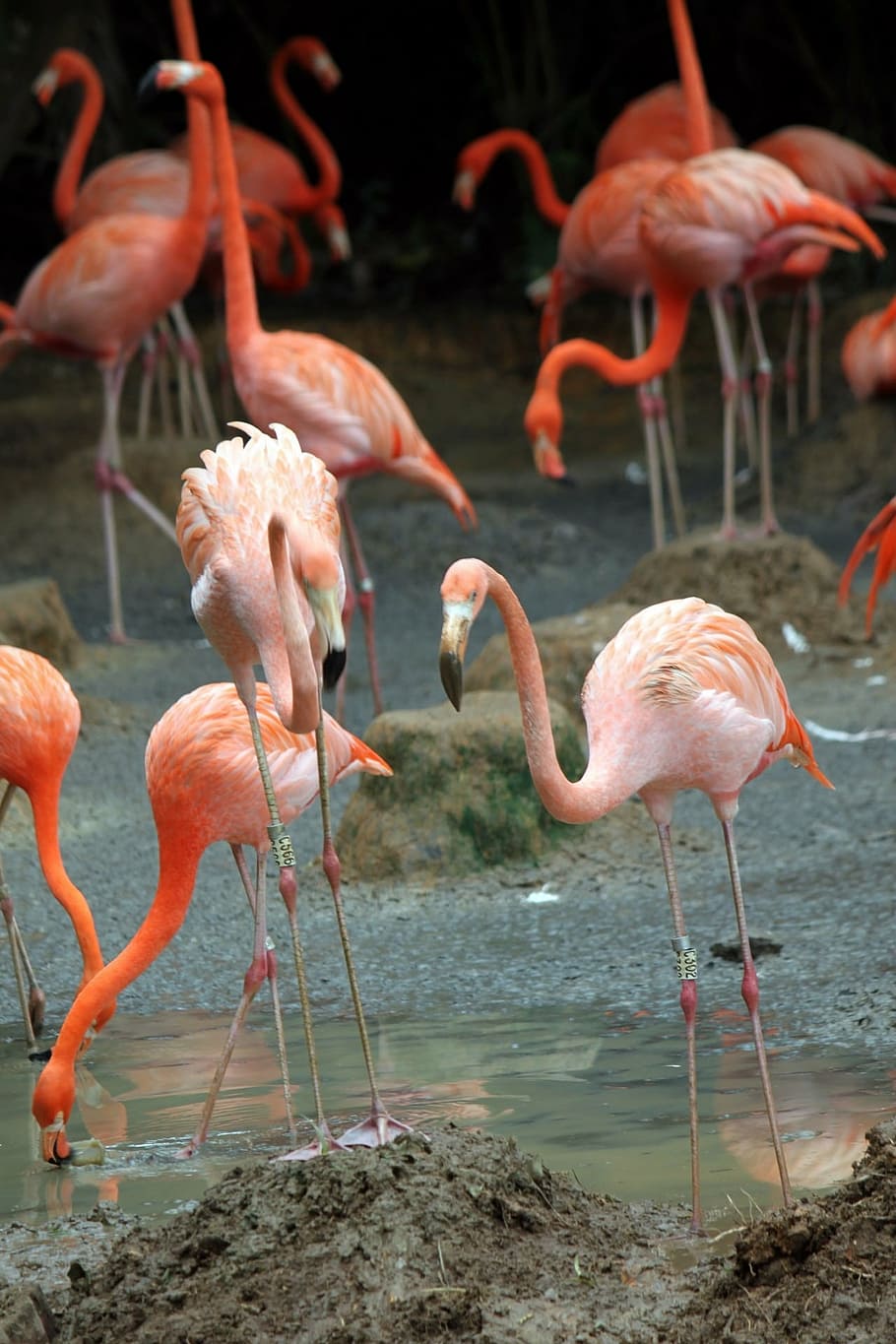 flamingos, flock, bird, fly, wings, feather, wildlife, beak HD wallpaper