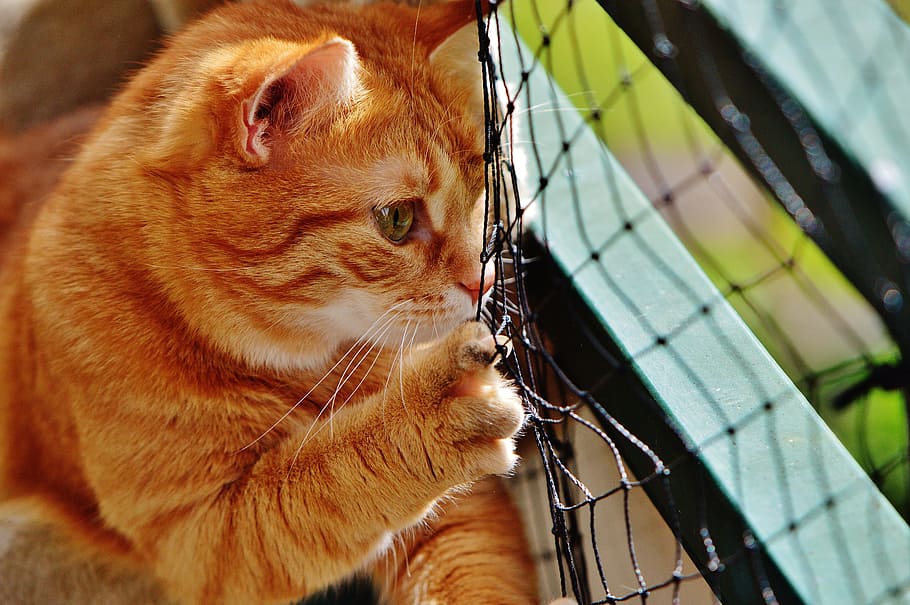 Cat, Cute, Mackerel, Tiger, Sweet, red, cuddly, animal, fur HD wallpaper