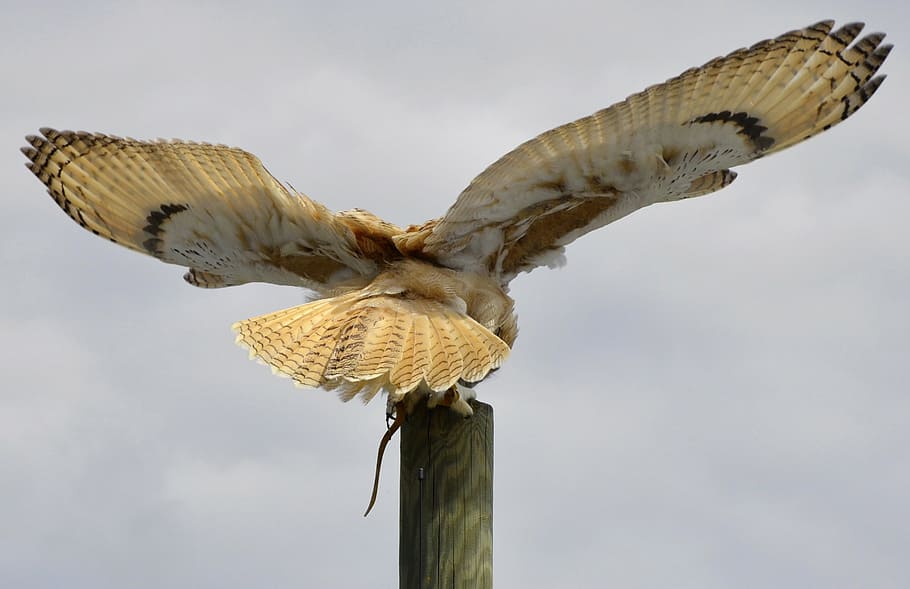 brown bird during daytime, eagle owl, feather, eurasian eagle european owl, HD wallpaper