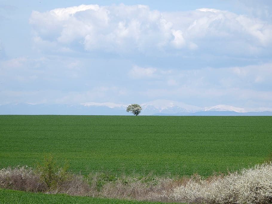 nature, spring, tree, green, lonely, landscape, season, horizon HD wallpaper
