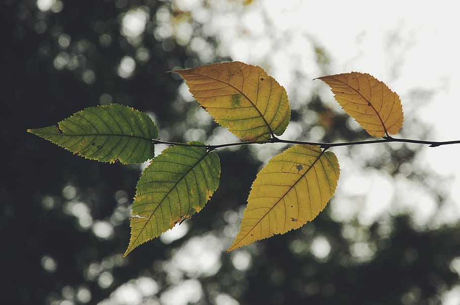 photo of green and brown tree leaves, close up photography of ovate leaves HD wallpaper