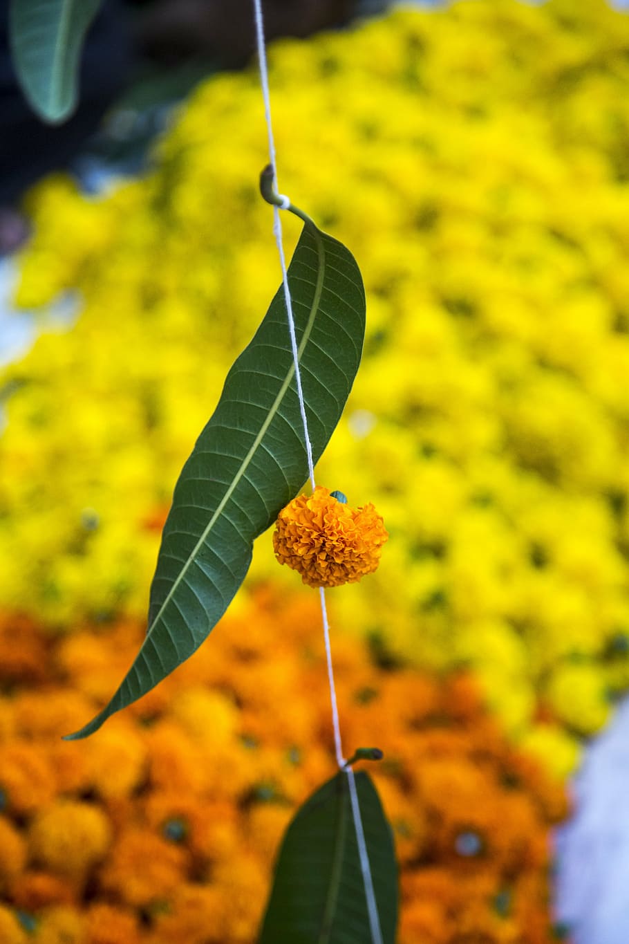 leaf, flower, hindu, pooja, floral, decoration, ornate, pattern HD wallpaper