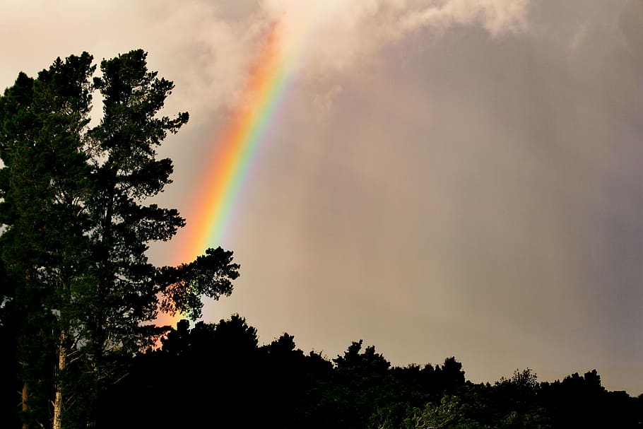 rainbow, nature, tree, contrast, light, clouds, plant, beauty in nature HD wallpaper