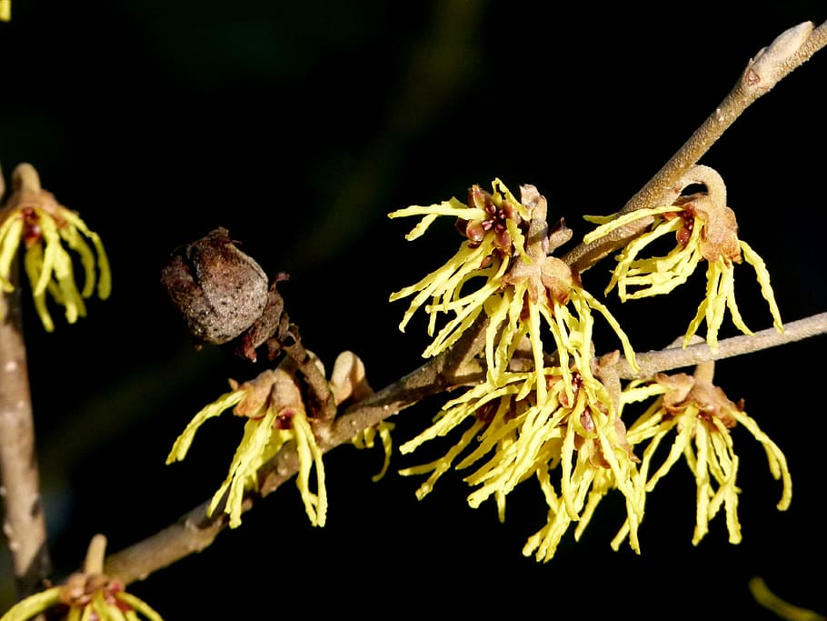 witch hazel, flowers, single flowers, close-up, one animal HD wallpaper