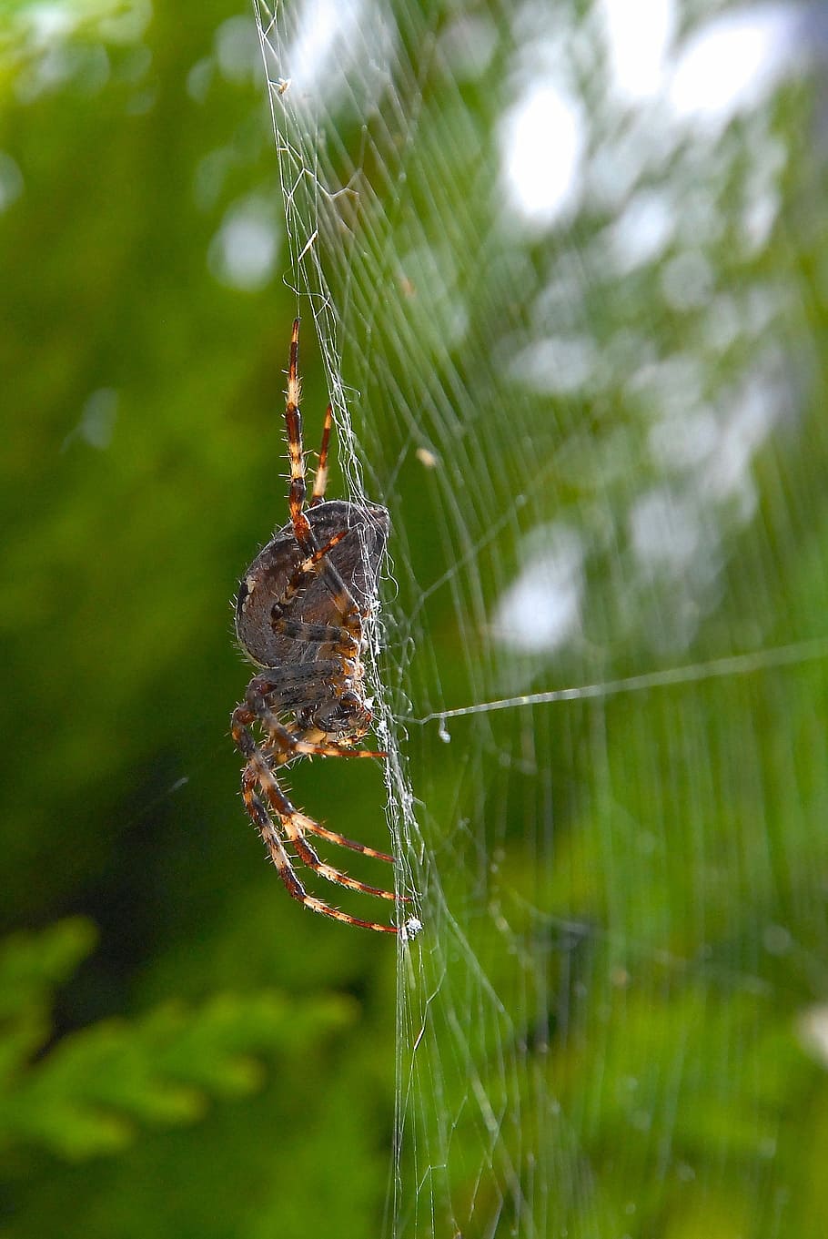 Spider, Wire, Canvas, Nature, Macro, legs, animals, leaves HD wallpaper
