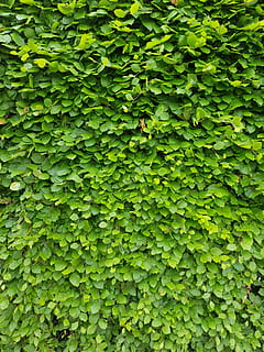 fence, green wall, leaves, green color, full frame, plant, growth HD wallpaper