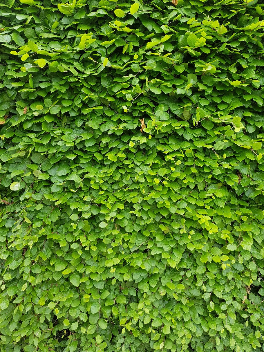 fence, green wall, leaves, green color, full frame, plant, growth HD wallpaper