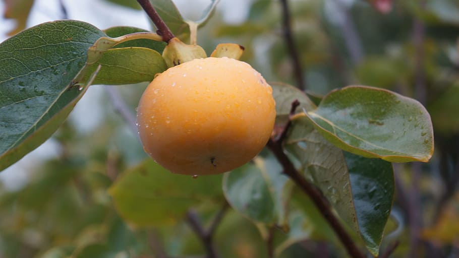 persimmon, fruit, yellow, garden, ecology, fresh, health, leaf HD wallpaper
