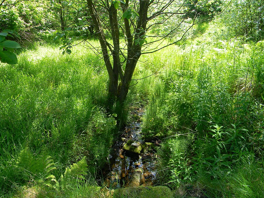 greenery, trees, plants, grass, weeds, landscape, forest, wild HD wallpaper