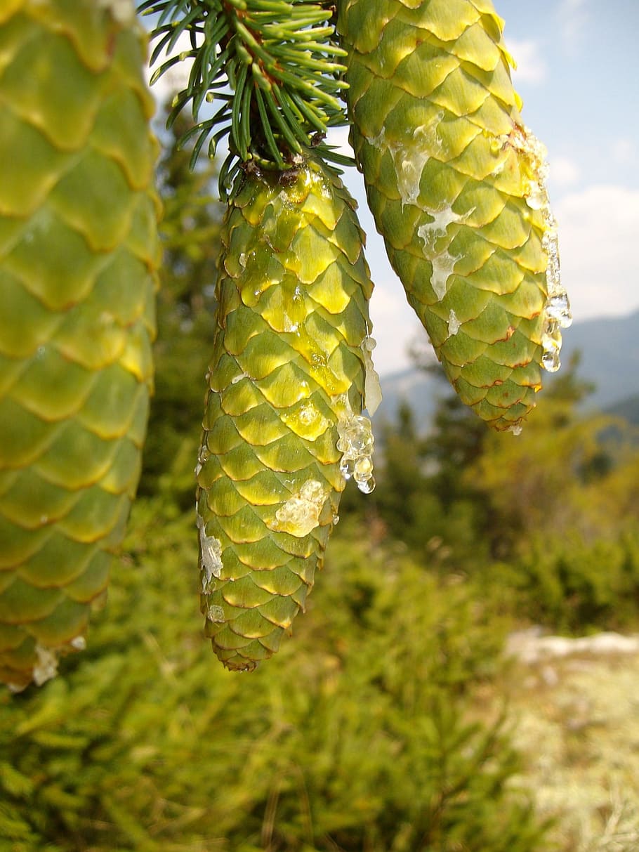 Pine Cones, Mountain, Tree, Organic, agriculture, outdoors HD wallpaper