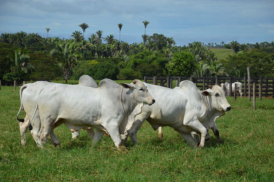ox, running, pasture, cattle, livestock, farming, plant, mammal HD wallpaper
