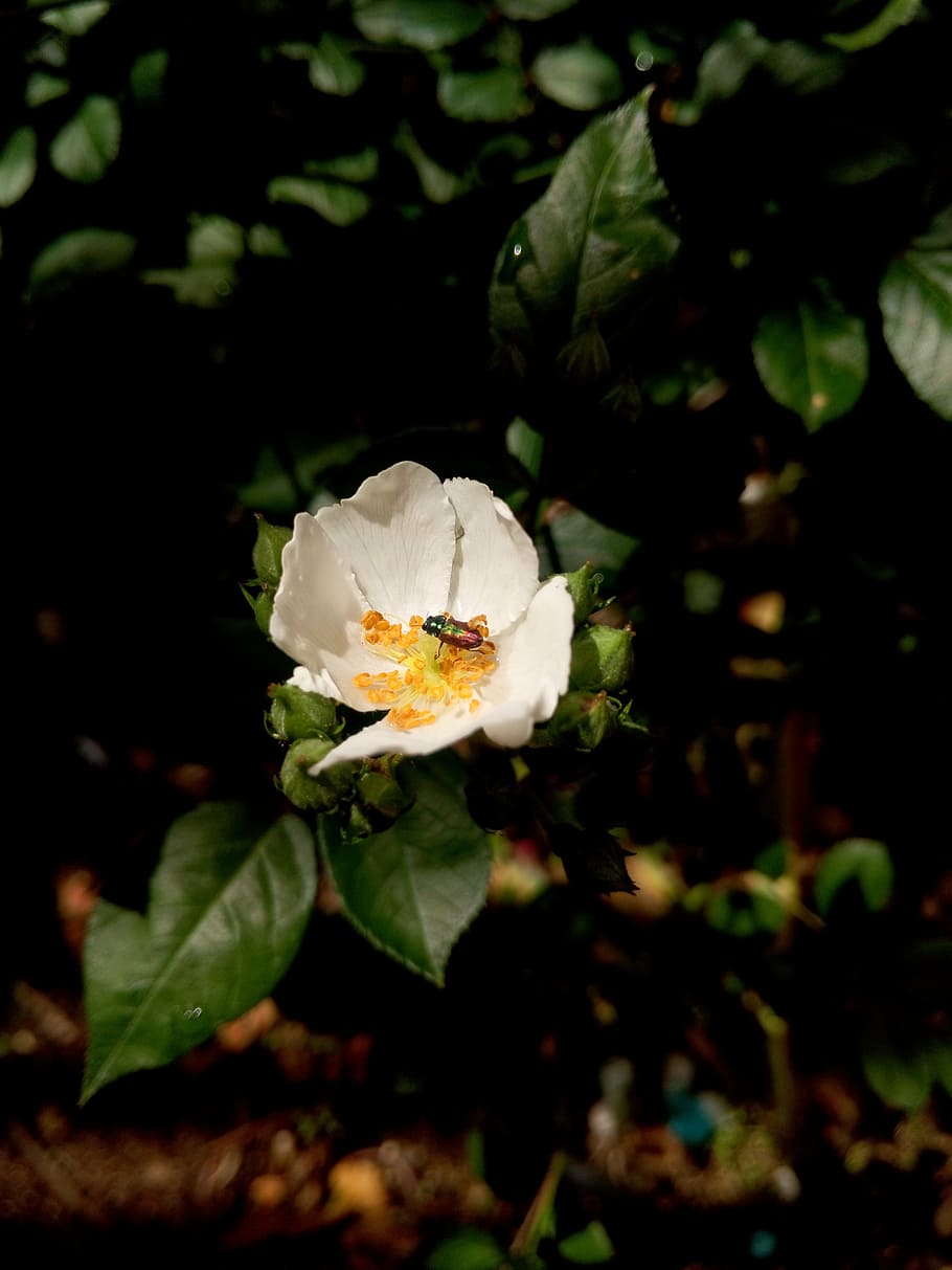 protaetia cuprea, coleoptera, white, flower, bug, macro, nature, HD wallpaper