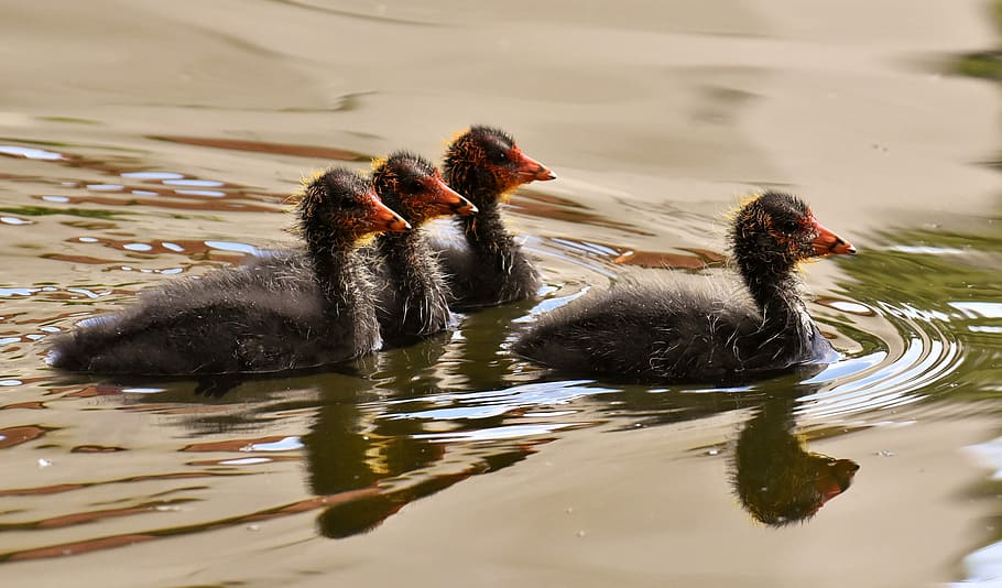 four black ducks floats on calm water, coots, chicks, leader HD wallpaper