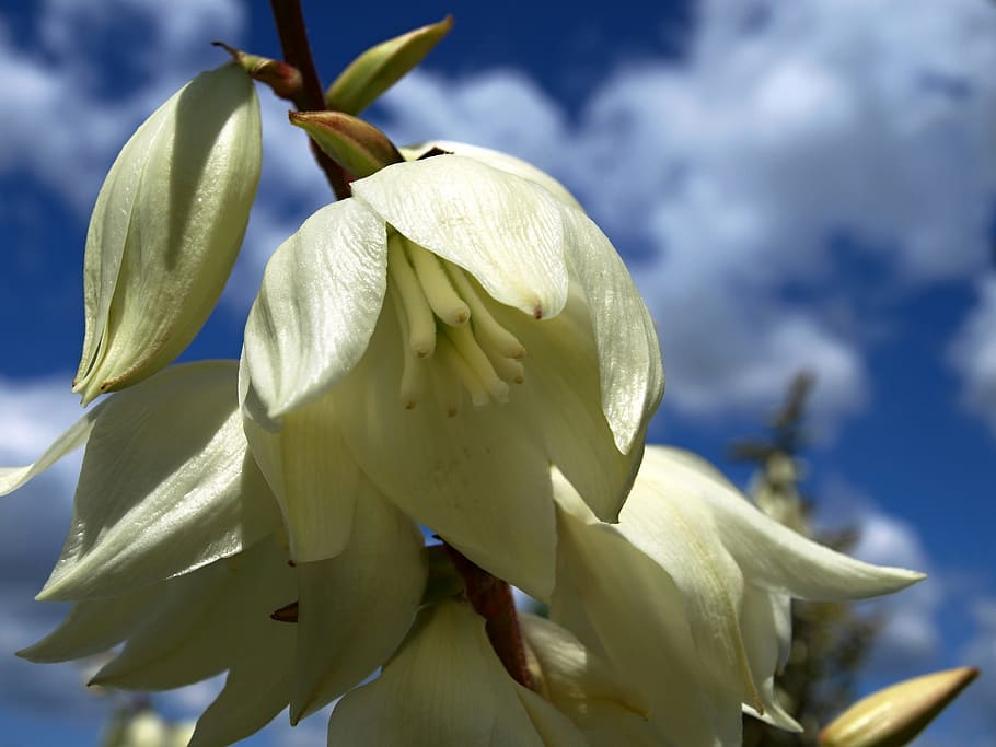 white flower, the sky, flowering plant, beauty in nature, freshness HD wallpaper