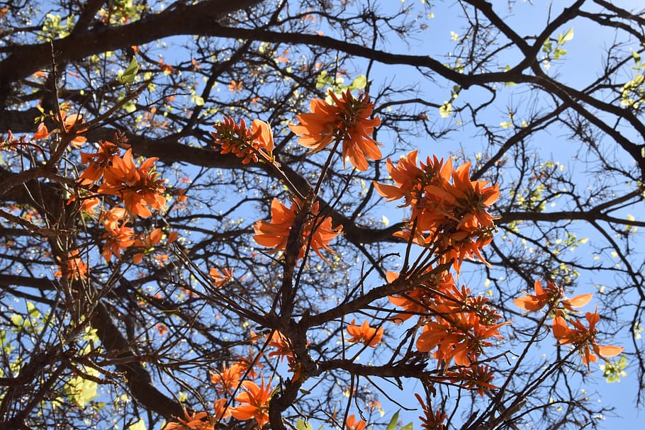 bloom, flowers, orange, summer, tree, plant, branch, orange color HD wallpaper