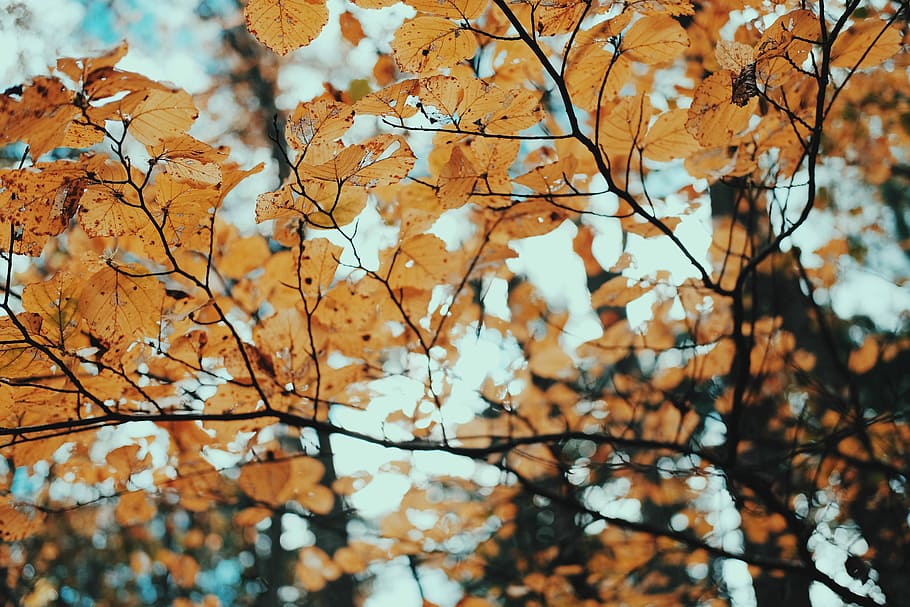 brown leaf tree during day, macro photography of brown leafed plant HD wallpaper