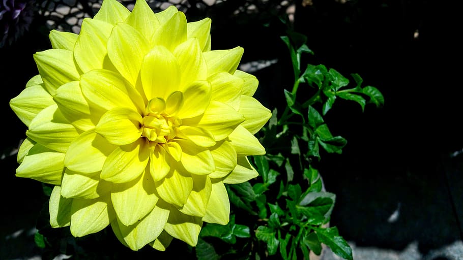 nature, petals, plant, blur, beautiful, bloom, blooming, bright HD wallpaper