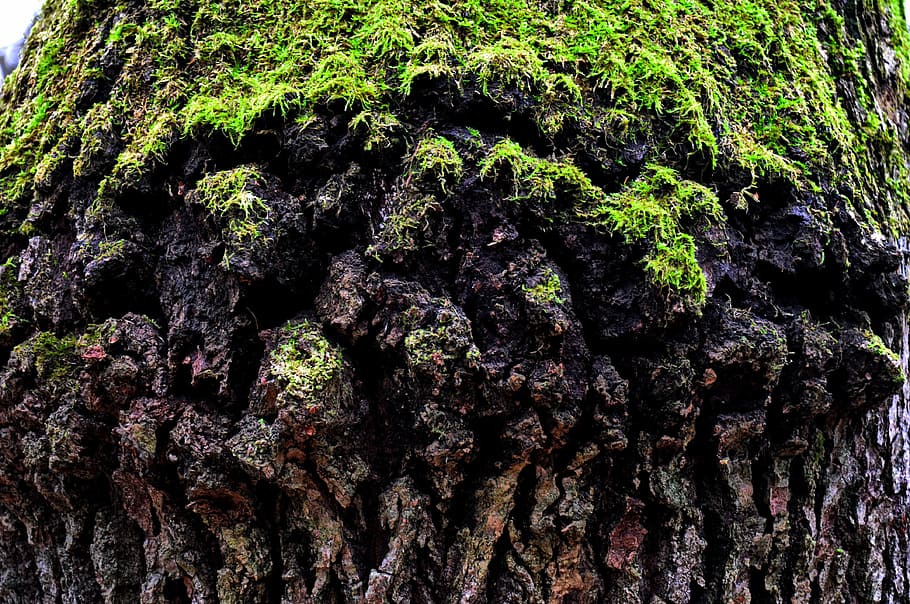 old tree, mossy tree trunk, nature, plant, growth, day, full frame, HD wallpaper