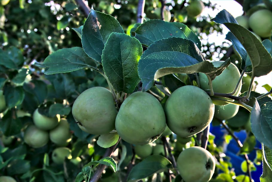 apple, apple tree, sheet, summer, apple on the branch, fruit HD wallpaper