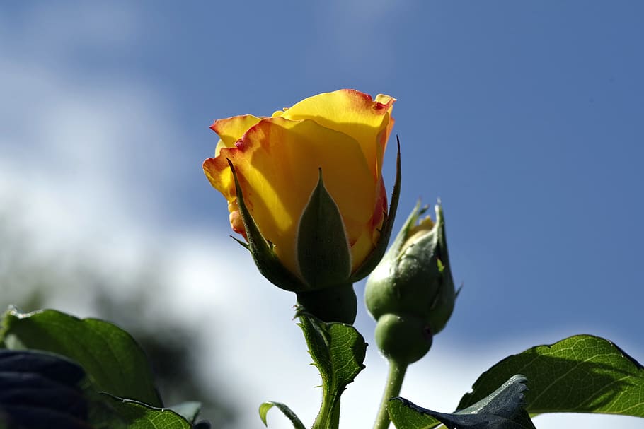 rose, orange, yellow, sky, blue, flower, dashing, single, the petals HD wallpaper