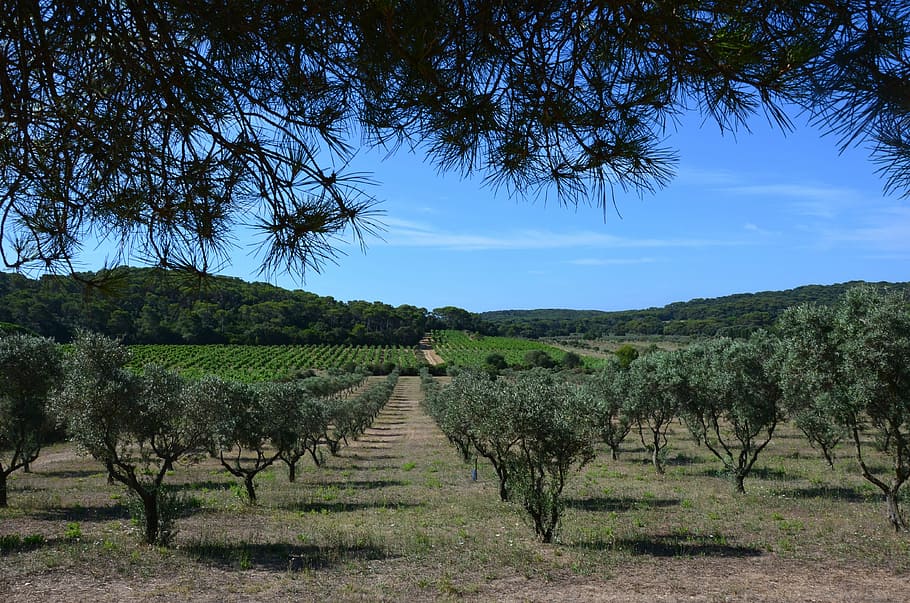 Olive Tree, Heat, summer, porquerolles, landscape, nature, scenics HD wallpaper