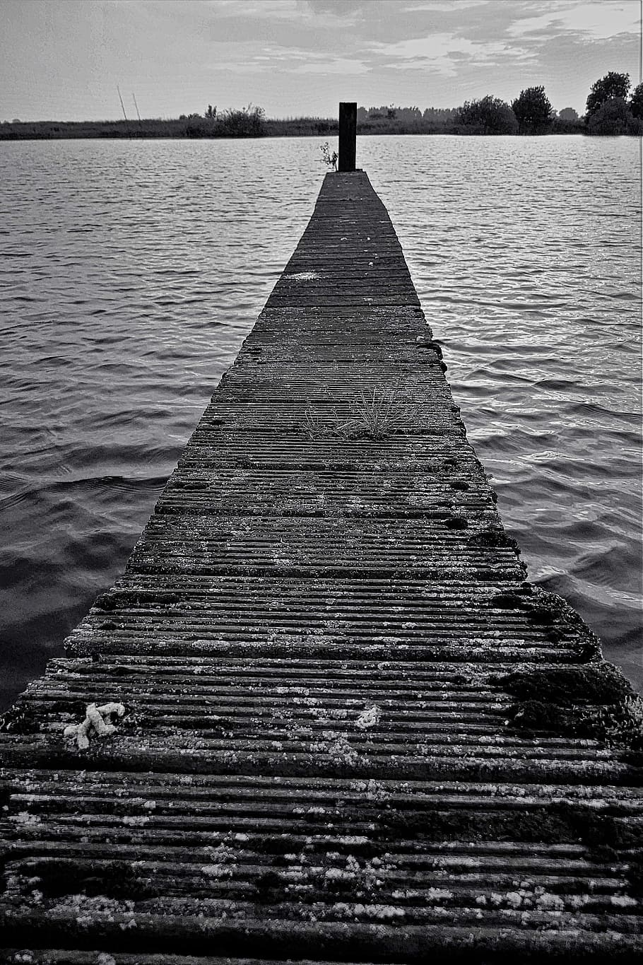 web, water, wood, decay, black and white, lake, nature, boardwalk HD wallpaper