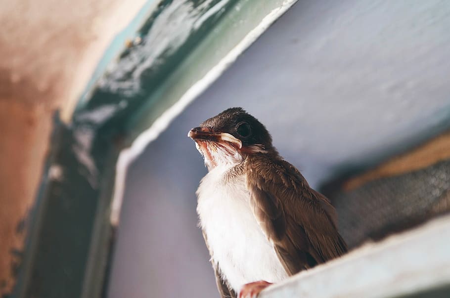 shallow focus photography of brown bird, low angle photo of white-breasted brown passerine bird perching on white wooden frame HD wallpaper