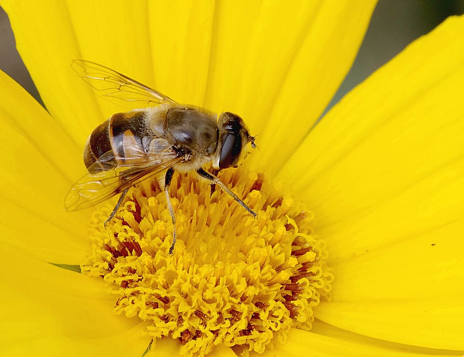 mucha, camouflage, bee, macro, appearance, upodobnienie, for people HD wallpaper