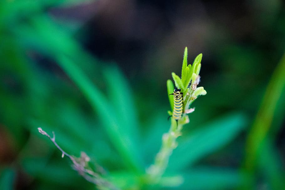 caterpillar, insect, bug, wildlife, lepidoptera, leaf, milkweed HD wallpaper