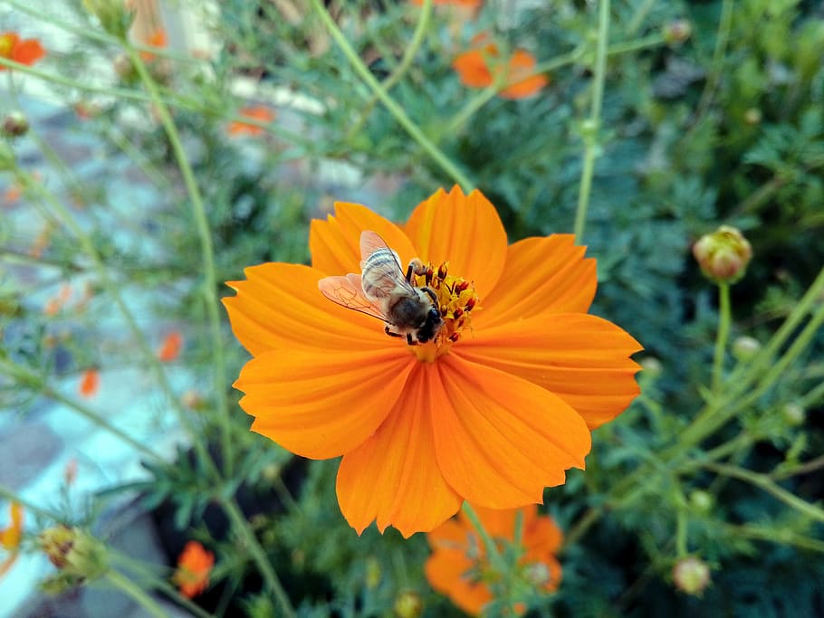 kurdistan, bees, hang, hangawan, flower, orange, grass, pollen HD wallpaper
