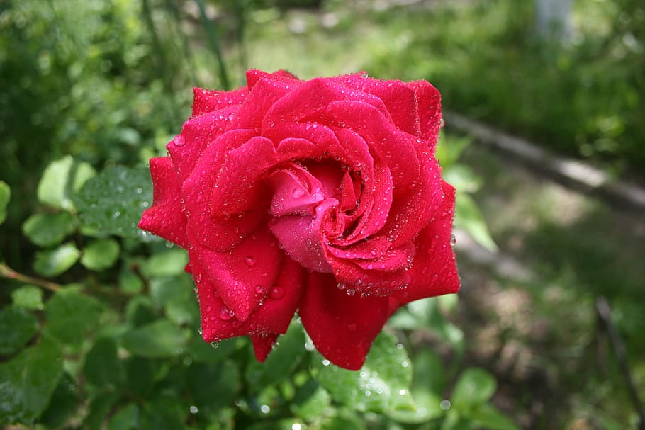 rose, rosa, drops, flower, krupnyj plan, spray, water, rain HD wallpaper