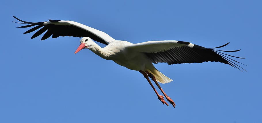 photo of white and black bird, stork, fly, wing, birds, plumage HD wallpaper