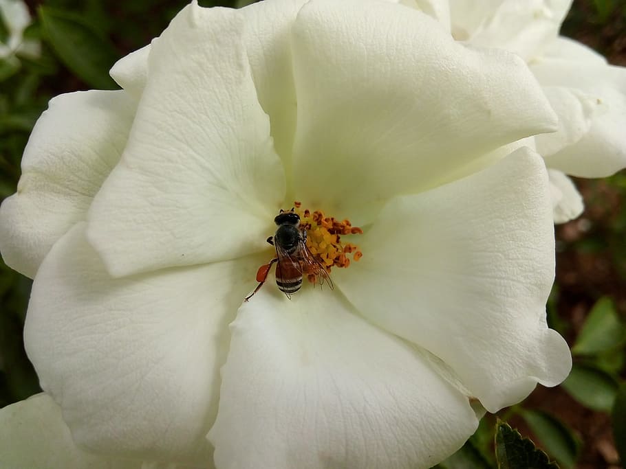full, hd, best, most, wallpaper, flower, fragility, petal, flowering plant HD wallpaper
