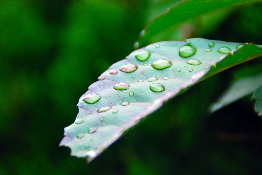 leaf, green, nature, green leaf, plant, environment, natural HD wallpaper